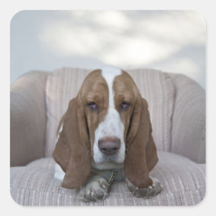 Pegatina Cuadrada Hound Basset