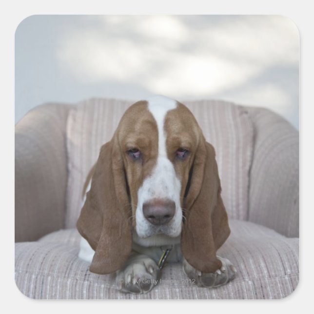 Pegatina Cuadrada Hound Basset (Anverso)