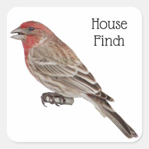 Pegatina Cuadrada House Finch