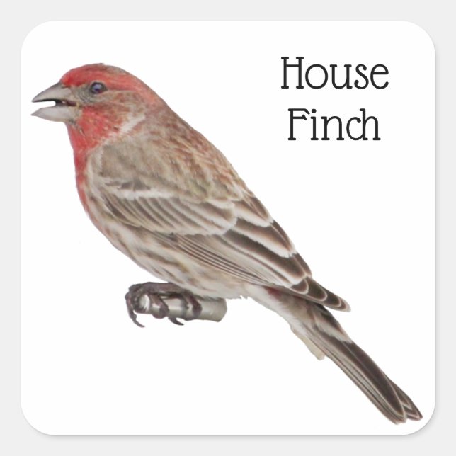 Pegatina Cuadrada House Finch (Anverso)