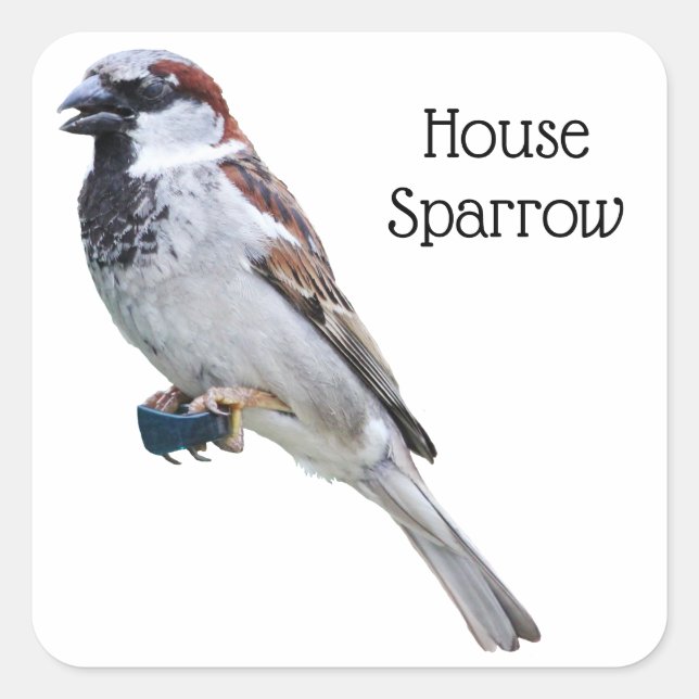 Pegatina Cuadrada House Sparrow (Anverso)