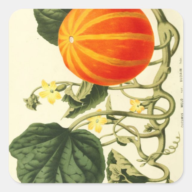 Pegatina Cuadrada Huella botánica de calabaza. (Anverso)