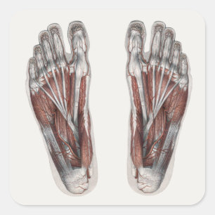 Pegatina Cuadrada Huella de anatomía humana vintage podología pies