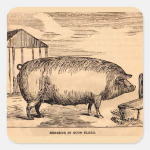 Pegatina Cuadrada Huella de cerdo del siglo XIX "Breeder in Good Fle