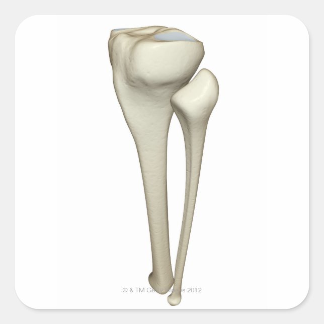 Pegatina Cuadrada Huesos de la pierna 4 (Anverso)