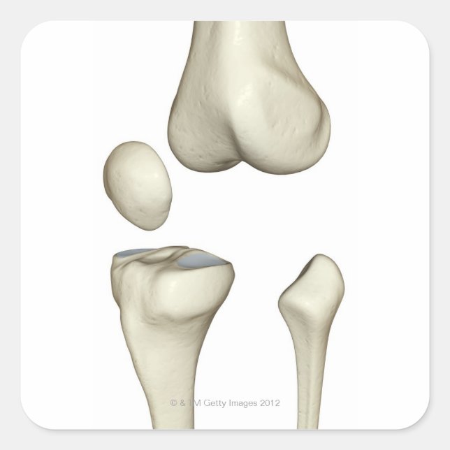 Pegatina Cuadrada Huesos de la rodilla 5 (Anverso)