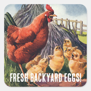 Pegatina Cuadrada Huevos Frescos! Gallina con Pollitos en la Granja