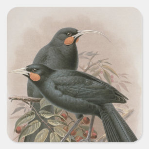 Pegatina Cuadrada Huia