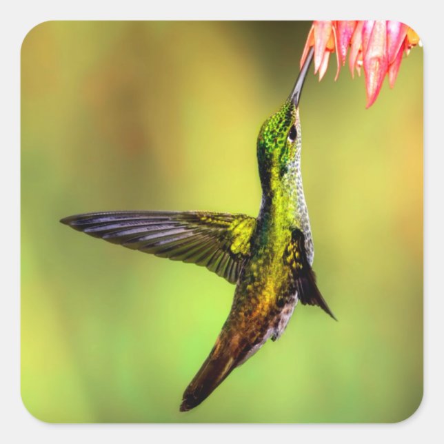 Pegatina Cuadrada Hummingbird (Anverso)