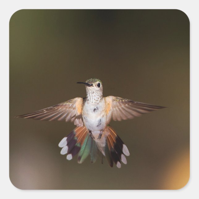 Pegatina Cuadrada Hummingbird (Anverso)