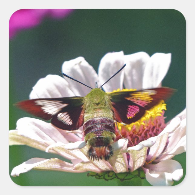 Pegatina Cuadrada Hummingbird Moth (Anverso)