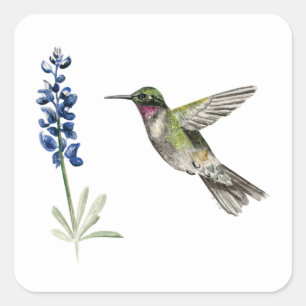 Pegatina Cuadrada Hummingbird y Bluebonnet