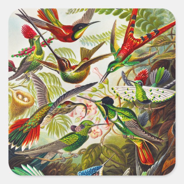 Pegatina Cuadrada Hummingbirds por Ernst Haeckel (Anverso)