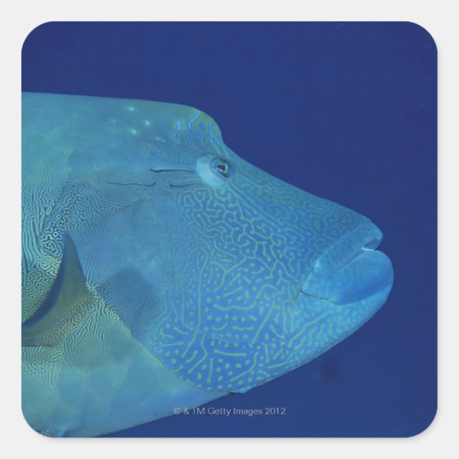 Pegatina Cuadrada Humphead Wrasse 2 (Anverso)