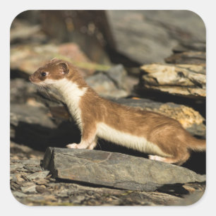Pegatina Cuadrada Hunting Weasel