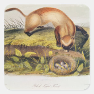 Pegatina Cuadrada hurón Negro-con base