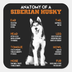 Pegatina Cuadrada Husky   Anatomía De Perros Husky Siberianos