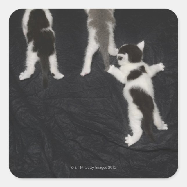 Pegatina Cuadrada Husky Puppy (Anverso)