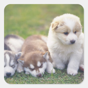 Pegatina Cuadrada Husky siberiano; raza de perro trabajador que