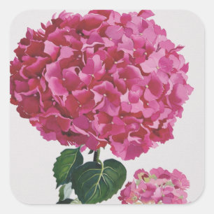 Pegatina Cuadrada Hydrangea