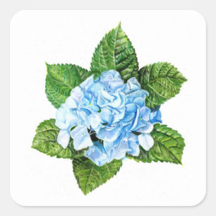 Pegatina Cuadrada Hydrangea azul