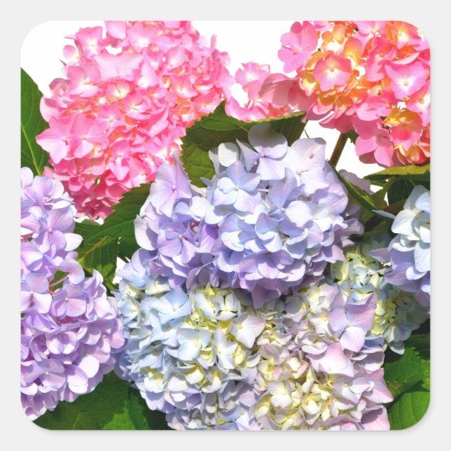 Pegatina Cuadrada Hydrangea Bouquet (Anverso)