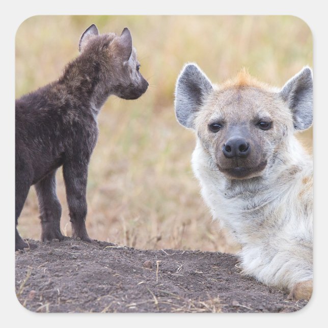 Pegatina Cuadrada Hyena con una joven (Anverso)