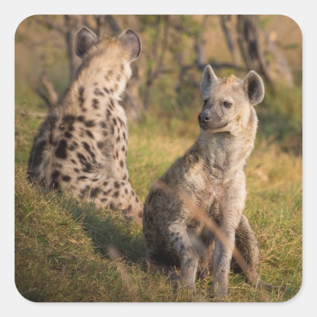 Pegatina Cuadrada Hyenas (Anverso)