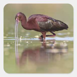 Pegatina Cuadrada Ibis en las Lagunas