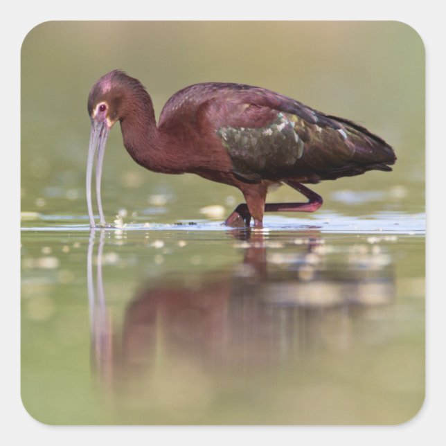Pegatina Cuadrada Ibis en las Lagunas (Anverso)