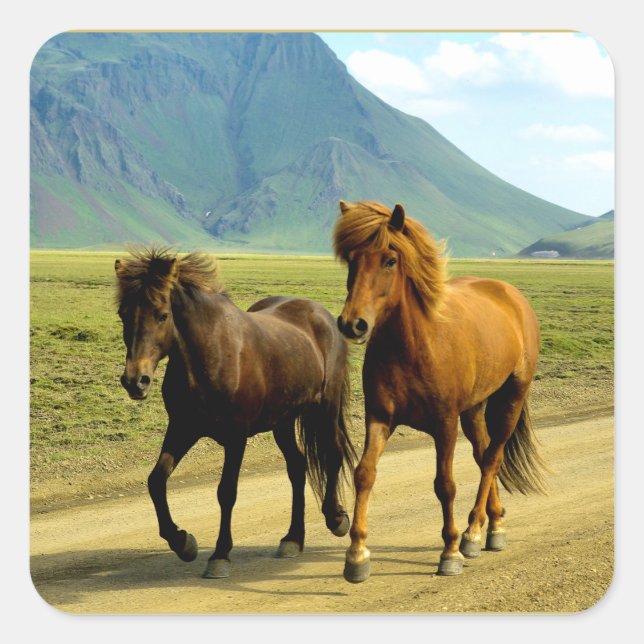 Pegatina Cuadrada Icelandic Horses (Anverso)