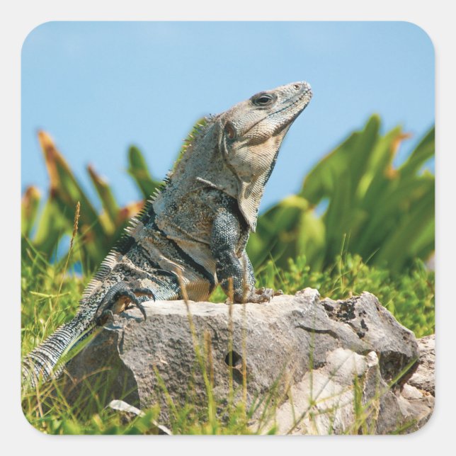 Pegatina Cuadrada Iguana (Anverso)