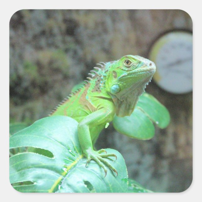 Pegatina Cuadrada iguana verde (Anverso)