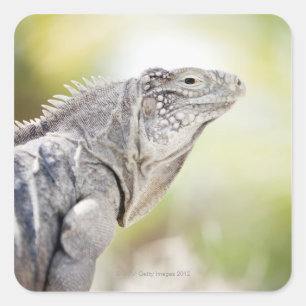 Pegatina Cuadrada Iguana verde grande que toma el sol en el sol en
