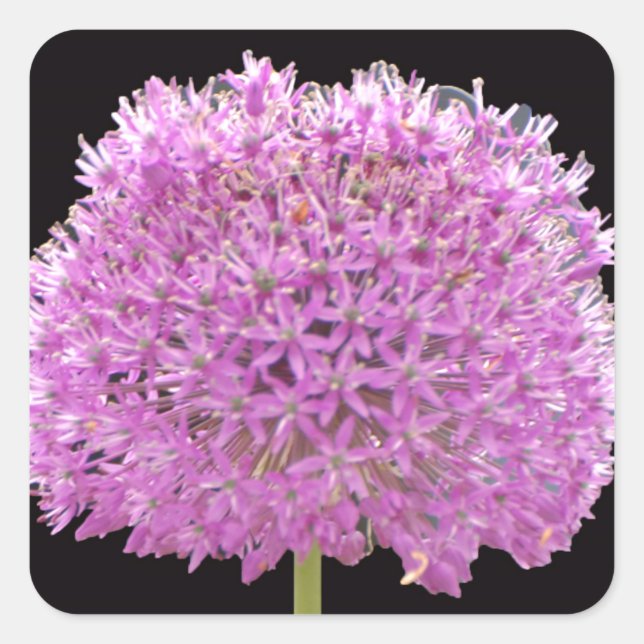 Pegatina Cuadrada Illium Summer Spring Flower - Diseño irlandés (Anverso)