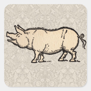 Pegatina Cuadrada Ilustración antigua de cerdo cute vintage