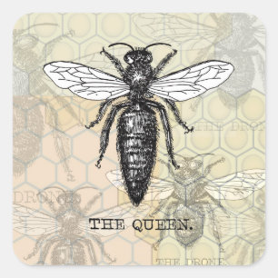 Pegatina Cuadrada Ilustración antigua de insecto bug abeja reina