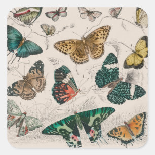 Pegatina Cuadrada Ilustración antigua de mariposa: Orfebre de 1820