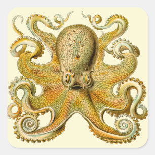 Pegatina Cuadrada Ilustración antigua de pulpo monstruo marino