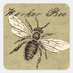 Pegatina Cuadrada Ilustración Antigüedad Insecto Abeja Obrera Vintag
