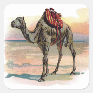 Pegatina Cuadrada Ilustracion Antiguo Dromedary Camel