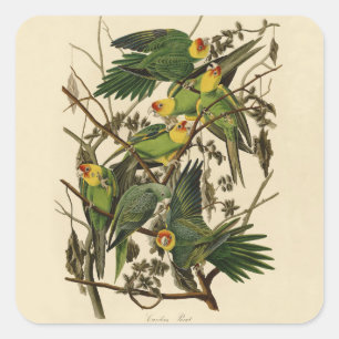 Pegatina Cuadrada Ilustracion Audubon Carolina Parrot Bird