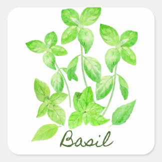 Pegatina Cuadrada Ilustracion de albahaca acuática