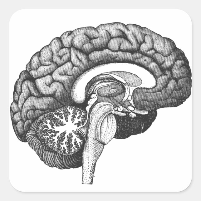 Pegatina Cuadrada Ilustracion de anatomía médica ventilado cerebro h (Anverso)