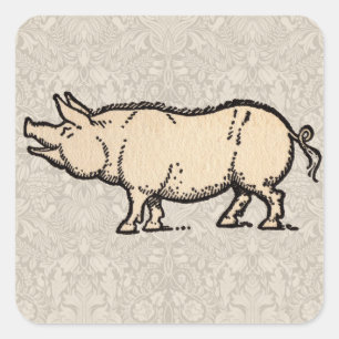 Pegatina Cuadrada Ilustracion de época de cerda de cerdo