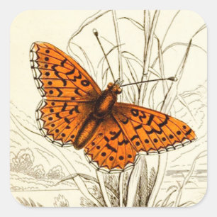 Pegatina Cuadrada Ilustracion de mariposa vintage, Naranja y negro