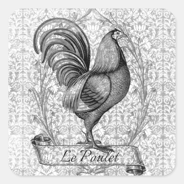 Pegatina Cuadrada Ilustracion de pollo de época (Anverso)