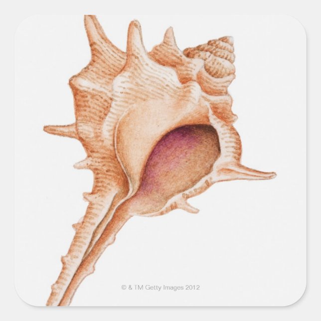 Pegatina Cuadrada Ilustracion del caparazón de Murex (Anverso)
