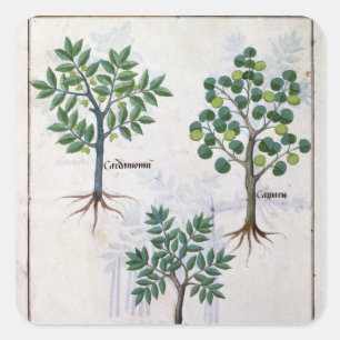 Pegatina Cuadrada Ilustracion del 'libro de las medicinas simples