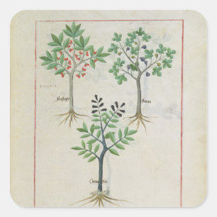 Pegatina Cuadrada Ilustracion del "libro de las medicinas simples" 2